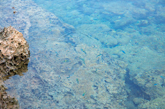 【久米島の観光スポット】熱帯魚の家