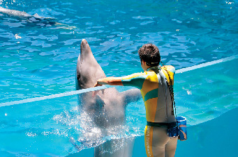 かわいいイルカに会いたい!