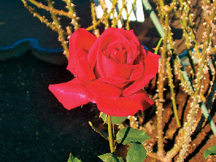 【鎌倉文学館の魅力】こんなバラが見られる