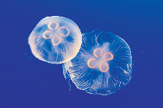 【江の島でやりたいこと】新江ノ島水族館で遊ぶ