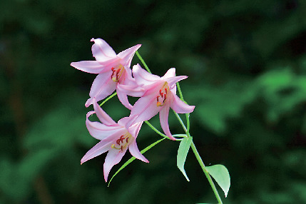 県立自然公園宇津江四十八滝