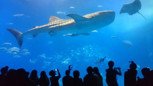 【沖縄でやりたいこと】③沖縄美ら海水族館でジンベイザメとご対面