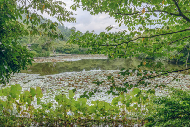 龍安寺の見どころ 鏡容池