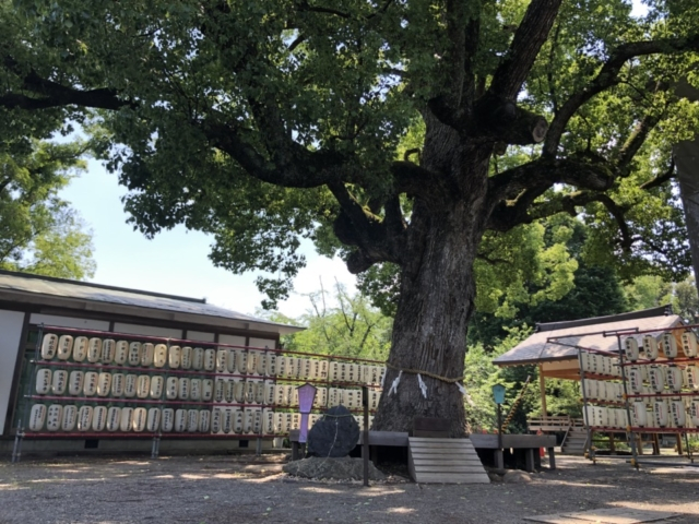 【京都の開運&厄除け パワースポット】平野神社