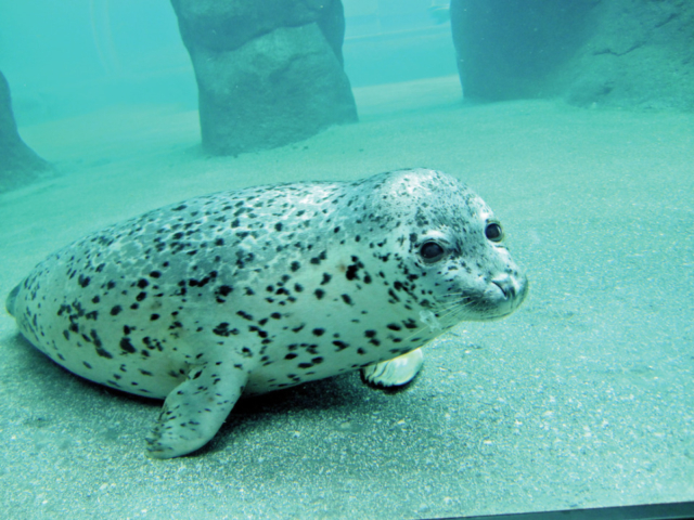 ホッキョクグマ館