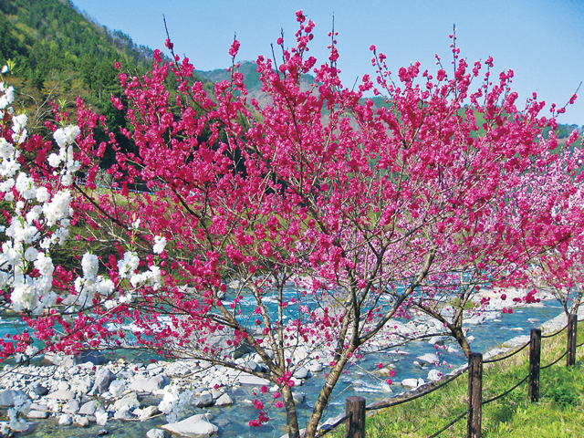 【飛騨高山の道の駅×はなもも】屋台や喫茶で飛騨のうま味を「南飛騨小坂はなもも」