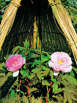 【鶴岡八幡宮の花々×冬・春】ボタン