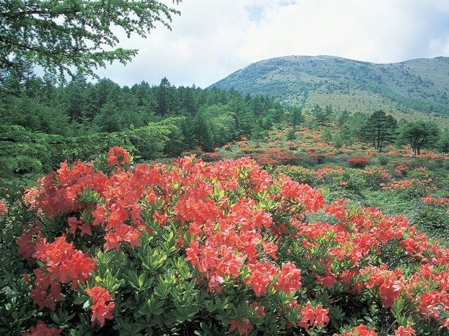 【長野・東御×観光】なだらかな山で花を眺めながら散策「湯の丸高原」
