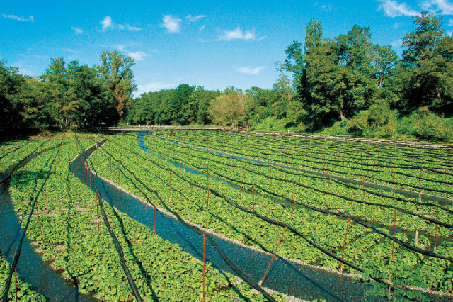 【長野×観光1日目 1】名水百選の湧水が育む日本最大級のわさび田を散策「大王わさび農場」