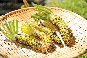 【長野×観光1日目 1】名水百選の湧水が育む日本最大級のわさび田を散策「大王わさび農場」