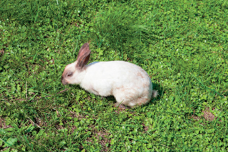 【清里高原×観光】かわいい動物たちがのんびりお出迎え「まきば公園」