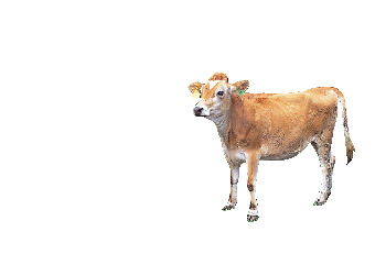 【清里高原×観光】リニューアルでパワーアップ!「清泉寮」