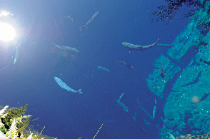 忍野八海はどうやってできたの?