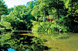 【忍野八海めぐり】⑨出口池