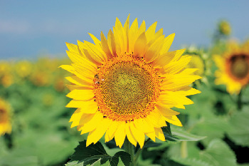 ひまわりの種類と会場の歩き方