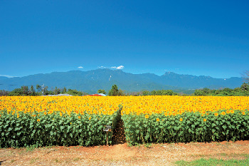 ひまわり迷路に挑戦しよう!