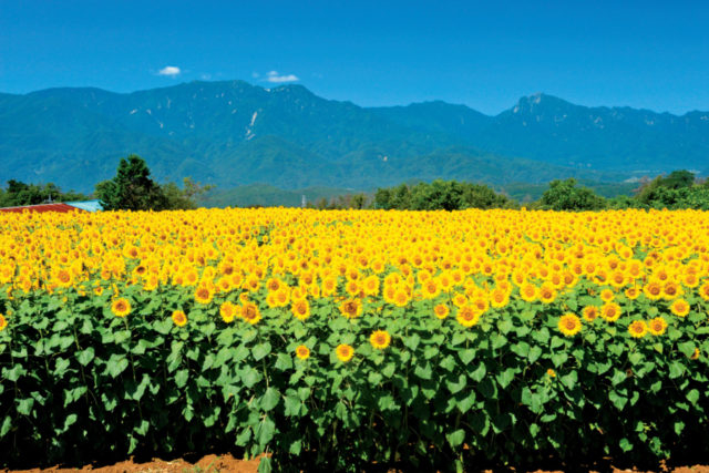 サンフラワーフェス