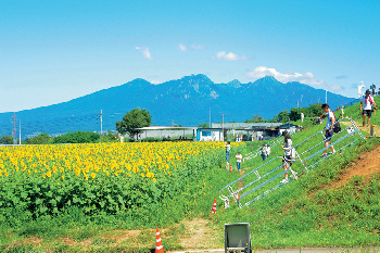 サンフラワーフェス