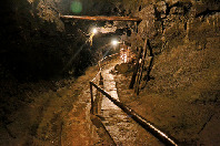 珍しいヒカリゴケをめざして探索