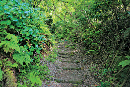 【鎌倉七口】険しい古道はまさに切通しの醍醐味を実感「名越切通」