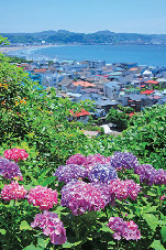 【長谷寺×季節の花】アジサイ