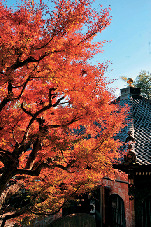 【長谷寺×季節の花】紅葉