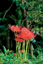 【長谷寺×季節の花】ヒガンバナ