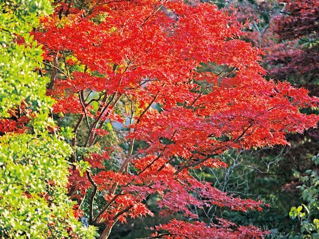 【鎌倉・浄妙寺】季節の花々