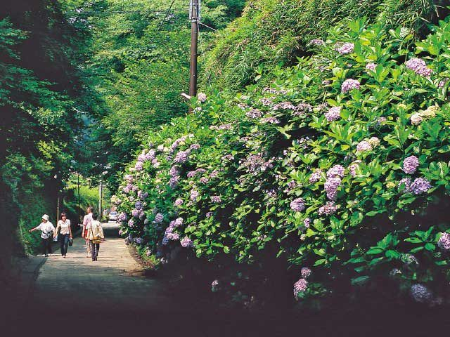 【鎌倉七口】亀も引き返すほどの急坂は緑が映える古道「亀ヶ谷坂切通」