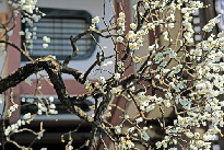 【長谷寺×季節の花】梅