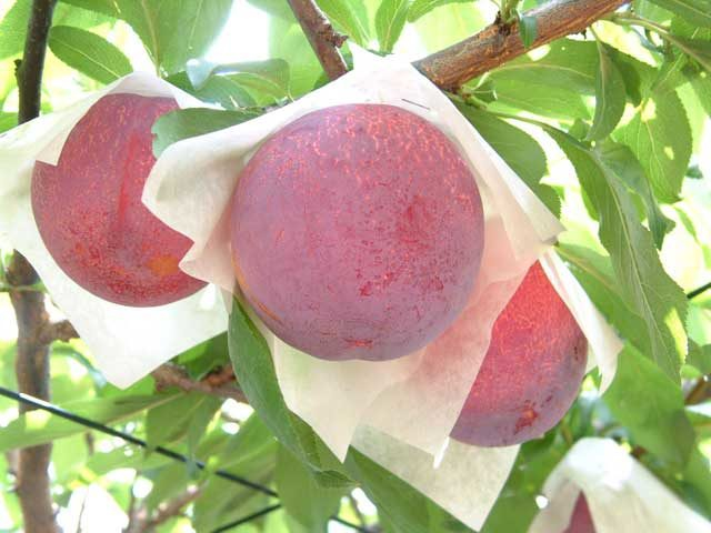 【山梨×夏】フルーツ