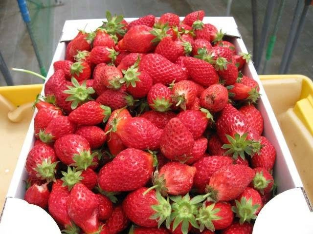 【山梨×春】フルーツ