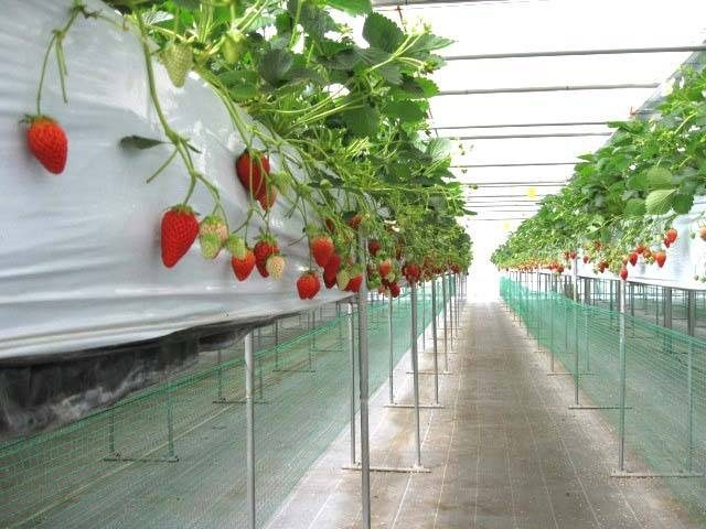 【山梨×冬】フルーツ