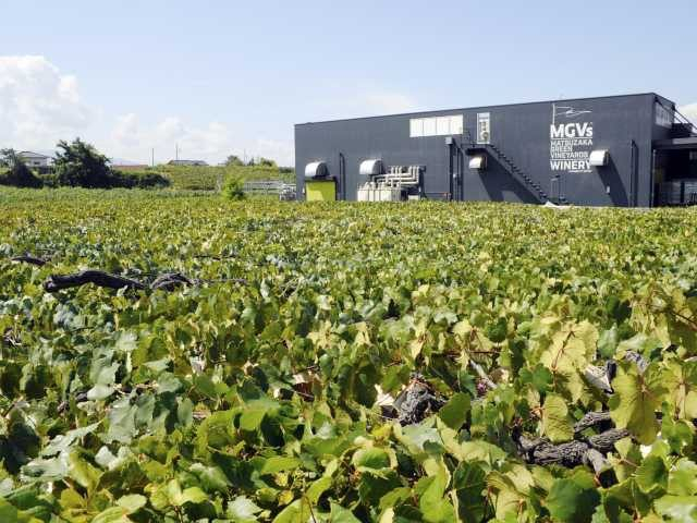 MGVsワイナリー