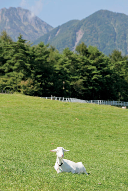 まきば公園のかわいい動物とグルメ情報