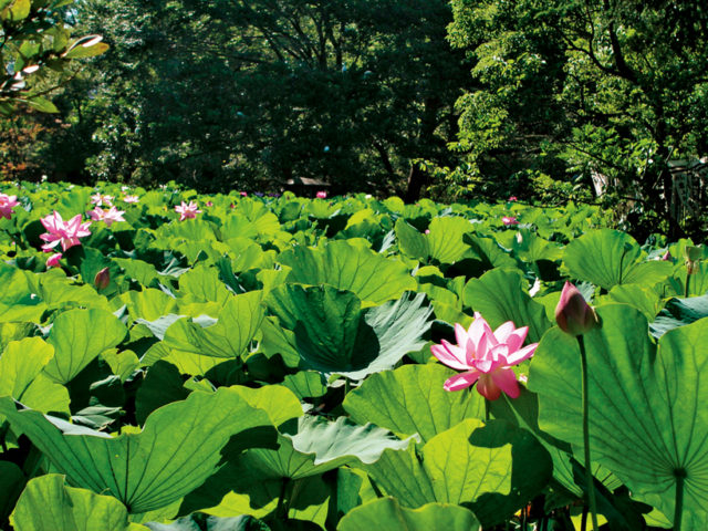 鶴岡八幡宮の花の名所「源平池」