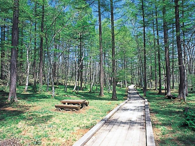 【戸隠神社周辺×立ち寄りスポット】野鳥と花々が迎える癒しの森「戸隠森林植物園」