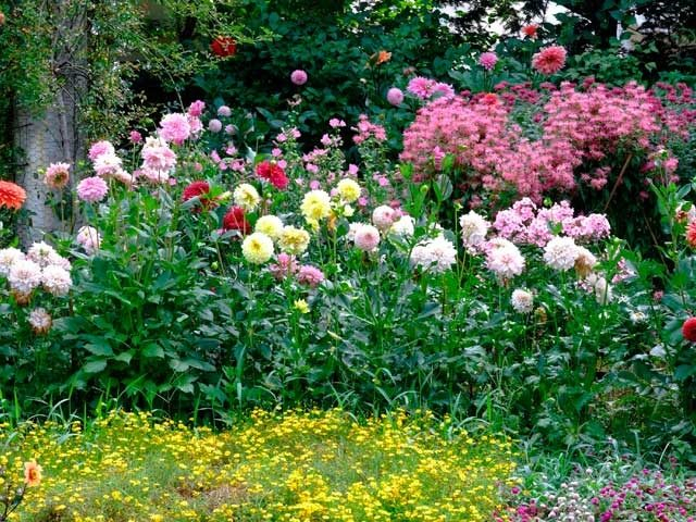 【蓼科・ビーナスライン×観光】約5000種が咲き誇る英国式庭園「蓼科高原バラクライングリッシュガーデン」