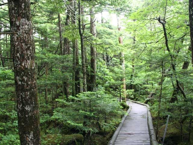 【蓼科・ビーナスライン×観光】高原や湿原の花を愛でるハイキング「御泉水自然園」