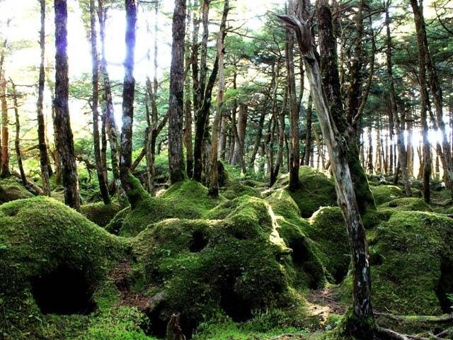 〈八千穂高原の観光スポット〉白駒の池