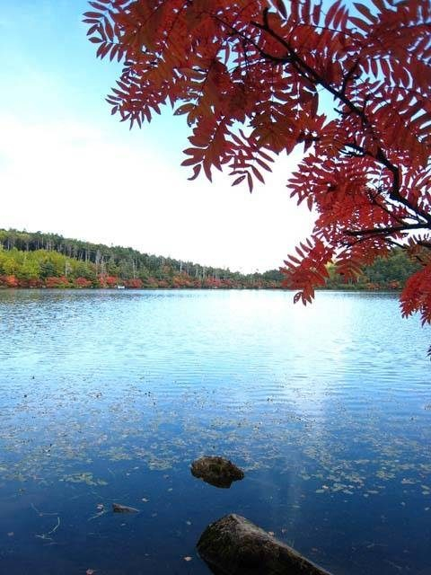 〈八千穂高原の観光スポット〉白駒の池