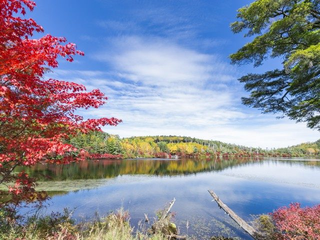【自然】長野の絶景スポット:白駒の池(苔の森)