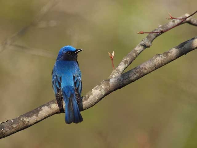 〈ハルニレテラスから徒歩9分〉ピッキオ