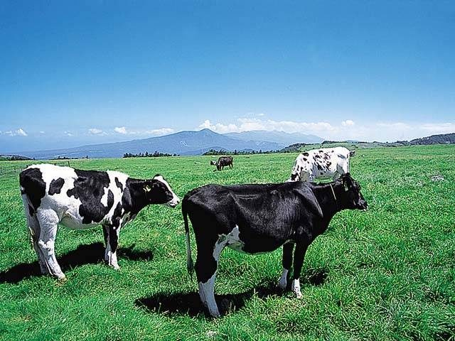 【蓼科ビーナスライン×ドライブ】美ヶ原牧場