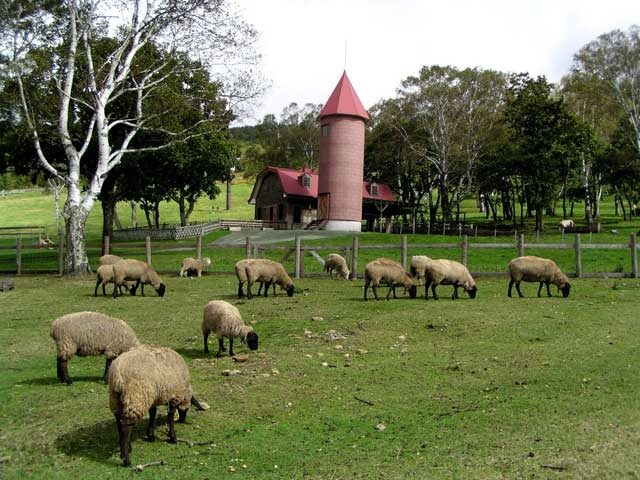 【蓼科・ビーナスライン×観光】広々とした草原で動物とふれあう「蓼科ふれあい牧場」