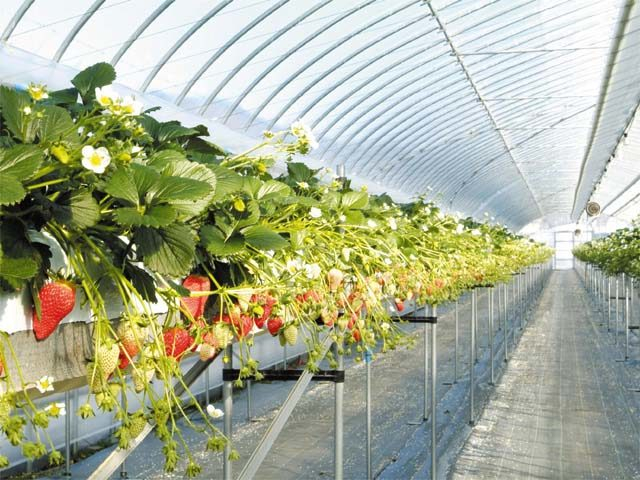 はびろ農業公園みはらしファーム