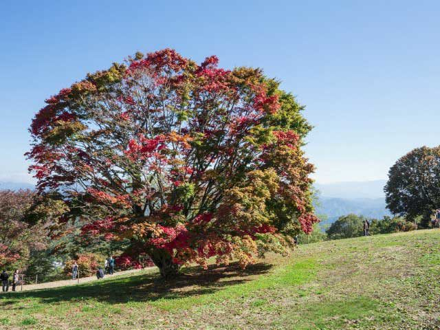 〈安曇野のおすすめ観光スポット〉大峰高原七色大カエデ