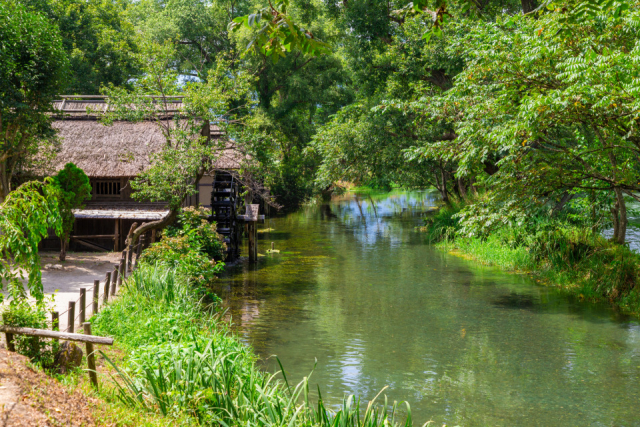 大人気の「大王わさび農場」でわさびグルメを満喫