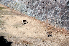 1 お堀にいる愛らしい動物の正体は!?