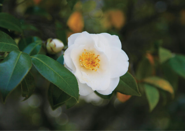 2 今も花を咲かせる江戸時代のツバキ